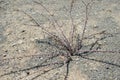 dry desert plant with thorns Royalty Free Stock Photo