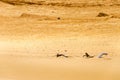Dry Desert Sands Royalty Free Stock Photo