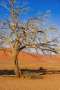 Desert tree by morning Royalty Free Stock Photo