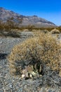 Dry desert vegetation and Dehydrated Beavertail cactus (Opuntia basilaris), prickly pear cactus Royalty Free Stock Photo