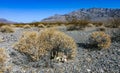 Dry desert vegetation and Dehydrated Beavertail cactus (Opuntia basilaris), prickly pear cactus, California, USA Royalty Free Stock Photo