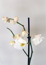 Dry, Dead White Orchid Flowers Symbolizing Depression, Exhaust and Sadness