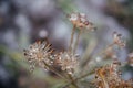 Dry dill flowers covered with icy after freezing rain Royalty Free Stock Photo