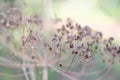 Dry dill plant seeds Royalty Free Stock Photo