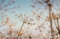 Dry dill plant