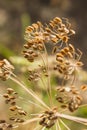 Dry dill seeds grow in the garden Royalty Free Stock Photo