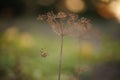 Dry dill umbrella sprout grow in the garden Royalty Free Stock Photo