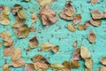 Dry dirty autumn leaves. Bright blue background