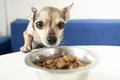 dry dog food, pet feed, a small funny dog sniffs dry feed, pulls his muzzle to a bowl of food Royalty Free Stock Photo