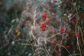 Dry dog-roses, stems of plants, leaves, herbs and grass