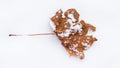 Dry dried maple leaf on the snow Royalty Free Stock Photo