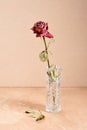 Dry dried rose in a vase on a cream background Royalty Free Stock Photo