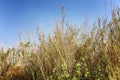 Dry dried tall grass against the blue cloudless sky Royalty Free Stock Photo