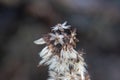 dry, dried white flowers that survived the winter in a ditch on a branch in the forest, encountered while traveling around Poland