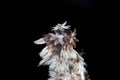 dry, dried white flowers that survived the winter in a ditch on a branch in the forest, encountered while traveling around Poland Royalty Free Stock Photo