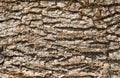 Dry driftwood bark texture Royalty Free Stock Photo