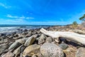 dry driftwood on rocky beach at lake Vattern Sweden Royalty Free Stock Photo