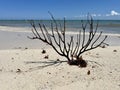 Dry driftwood on a sandy shore against the backdrop Royalty Free Stock Photo