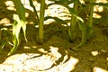 Dry drought stricken farm corn field dirt in Bavaria, Germany