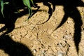 Dry drought stricken farm corn field dirt in Bavaria, Germany Royalty Free Stock Photo