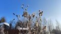 Dry drum and prickly burdock inflorescences against a blue sky. Globular, snow-covered fruits on long wilted stems Royalty Free Stock Photo