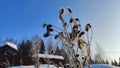 Dry drum and prickly burdock inflorescences against a blue sky. Globular, snow-covered fruits on long wilted stems Royalty Free Stock Photo