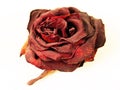 Dry dust covered red rose Royalty Free Stock Photo