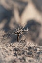Dry dwarf tree on a rock Royalty Free Stock Photo