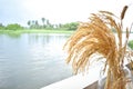 Dry ear of rice decoration and river views Royalty Free Stock Photo