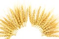Dry Ears of oats barley rye or wheat Royalty Free Stock Photo