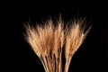 Dry ears of wheat or rye isolated on a black background. Natural golden color of the plant
