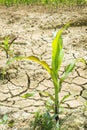 Dry earth with corn plants Royalty Free Stock Photo