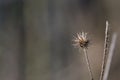 A dry Echinops Asteraceae in harsh light on a brown blurred background with copy space