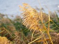 Dry erupted reeds weigh in the wind and afterglow, in the blurred background water.