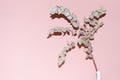 Dry eucalyptus branch with contrast black shadow after flash on pastel pink wall. Modern fashion dirty trendy style.