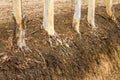 Dry eucalyptus tree roots. Royalty Free Stock Photo