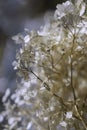 Dry faded Hydrangea