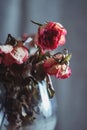 Dry faded yellow-pink roses in glass vase