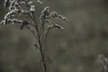 Dry fall flower in a field