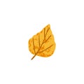 Dry fall leaf. Autumn foliage tree leaves in September. Yellow autumnal October leafage of birch. Modern botanical flat Royalty Free Stock Photo