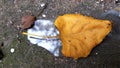 Dry fall leaf is laying atop a piece of broken glass