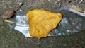 Dry fall leaf is laying atop a piece of broken glass Royalty Free Stock Photo