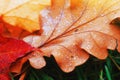 Dry fall leaf texture detail. Abstract background of autumn beauty of forest nature. Fresh dew water drops. Brown oak sh