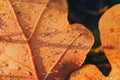 Dry fall leaf texture detail. Abstract background of autumn beauty of forest nature. Fresh dew water drops. Brown oak sheet vein