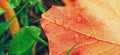 Dry fall leaf texture detail. Abstract background of autumn beauty of forest nature. Fresh dew water drops. Brown red sh Royalty Free Stock Photo