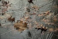 Dry Fall Leaves Trapped in the Thin Ice