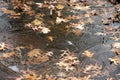 Dry Fall Leaves Trapped in the Thin Ice