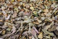 Dry falled autumn leaves on ground surface in forest Royalty Free Stock Photo