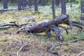 Dry fallen dried dead tree snag on the moss on coniferous forest background Royalty Free Stock Photo