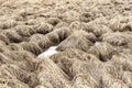 Dry, fallen last year`s grass and a puddle on the field, in the countryside, on an spring day Royalty Free Stock Photo